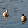 IMG_2602_FL_Lakeland_Ducks