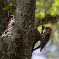 IMG_2681c_FL_Lakeland_Woodpecker