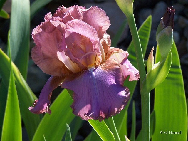 100_1029_AZ_Benson_Iris.jpg - Bearded Iris - The wind was blowing and it was hard to capture a good picture... but I like this one. ~April 23, 2004 - Benson, Arizona