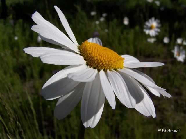 100_2413_AK_KenaiPeninsula_Daisy.jpg - Oxeye Daisy -  wildflowers around the campground. We were surrounded by daisies and wild roses. ~June 22, 2004 - Kasilof, Alaska