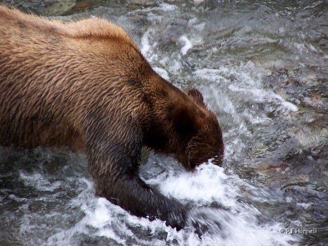 100_3911_AK_Hyder_Bears.jpg - Wish I could catch fish as easy as they did. ~August 1, 2004, Fish Creek - Hyder, Alaska