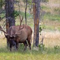 IMG_3505_WY_YellowstoneNP_Elk