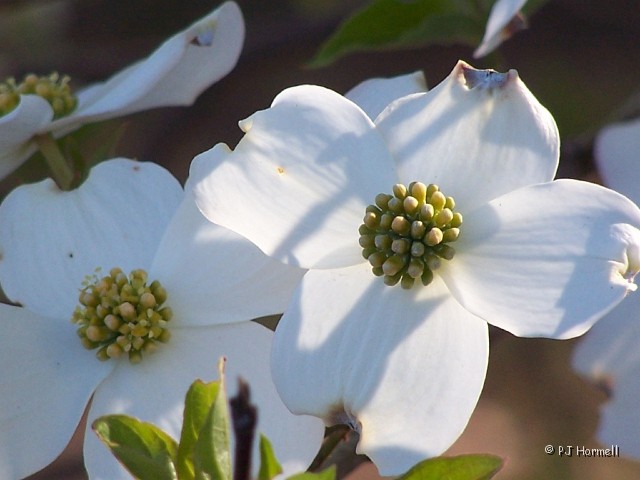 100_0846_TN_Dogwood.jpg - As we traveled through Tennessee many of the spring flowering trees were in bloom. This Dogwood blossom was highlighted and waiting for me to snap a picture. ~April 2, 2004 - Tennessee