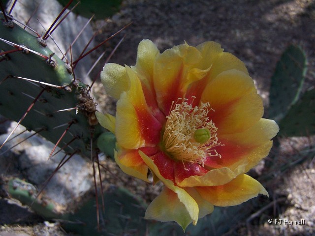 100_1097_AZ_Ajo_CactusBlossom.jpg - Prickly Pear blossom - I waited patiently for the wind to die down to capture a picture of this blossom in the shade. ~April 27, 2004 - Ajo, Arizona