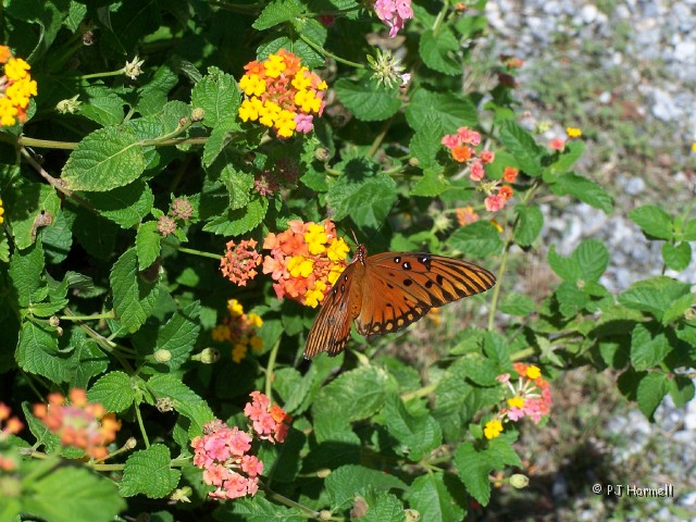 100_4094.JPG - Lantana and Butterfly - Waiting... for the hurricanes to pass. I watched the many butterflies attracted to Lantana in the RV Park. They didn't want to pose for a picture though. ~September 9, 2004 - Perry, Georgia