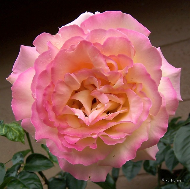 100_5186_CA_Willits_Rose.jpg - This beautiful rose was next to the door of the men's restroom. Willits, California ~June 9, 2005