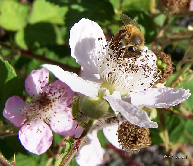 100_5466_CA_Willits_BerryBlossomBee.jpg - Behind our site at the RV Park was a large blackberry bush and the bees were really loving it. Willits, California ~June 10, 2005