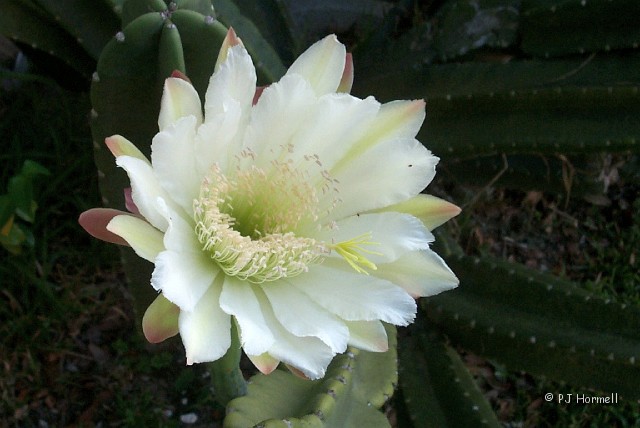 20030509-02_FL_PolkCity_CactusBlossom.jpg - Cereus - This cactus has large flowers that only last a few hours. Polk City Florida ~May 9, 2003