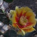 100_1097_AZ_Ajo_CactusBlossom
