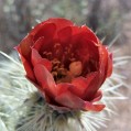 100_4713_AZ_OrganPipeNM_CactusBlossom