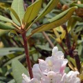 IMG_6513_NC_BannerElk_Rhododendron