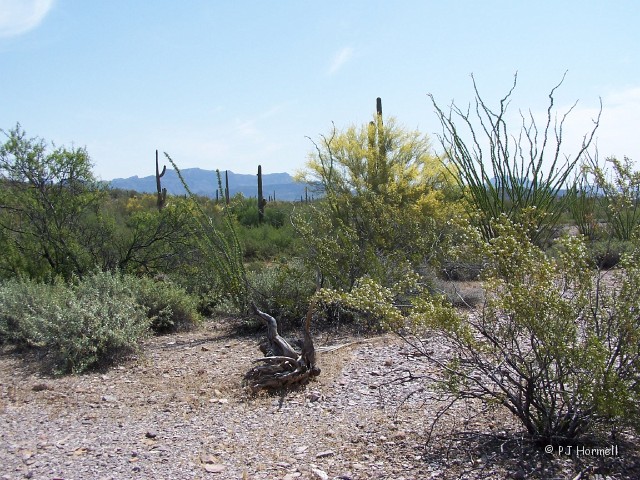100_1058_AZ_OrganPipeNP_SpringTime.jpg - We have visited this Organ Pipe Cactus National Monument several times... this time the desert was very green. ~April 26, 2004 - Organ Pipe National Park, Arizona
