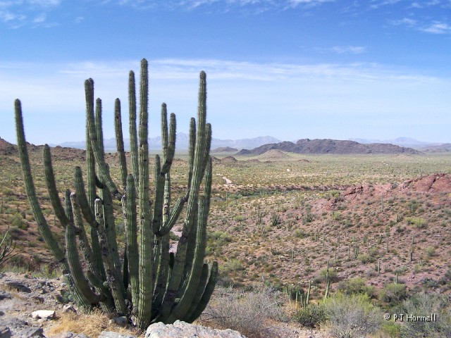 100_4705_AZ_OrganNM_OrganPipeCactus.jpg - Organ Pipe Cactus Nationaml Monument, Ajo, Arizona ~April 28, 2005