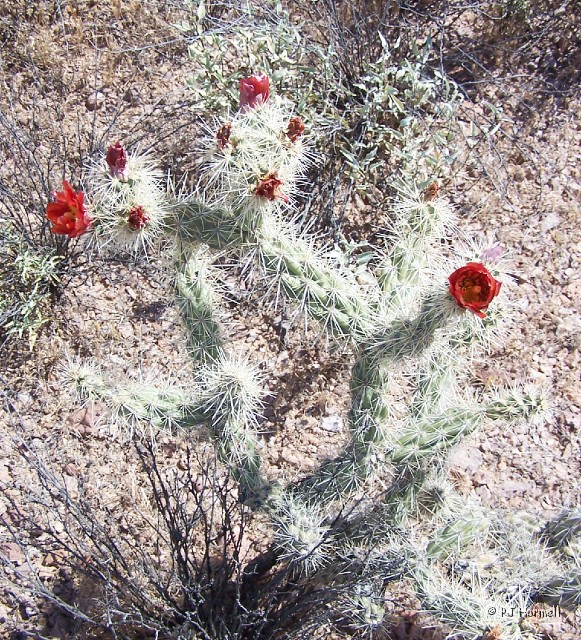 100_4715_AZ_OrganPipeNM_Cactus.jpg - Organ Pipe Cactus Nationaml Monument, Ajo, Arizona ~April 28, 2005