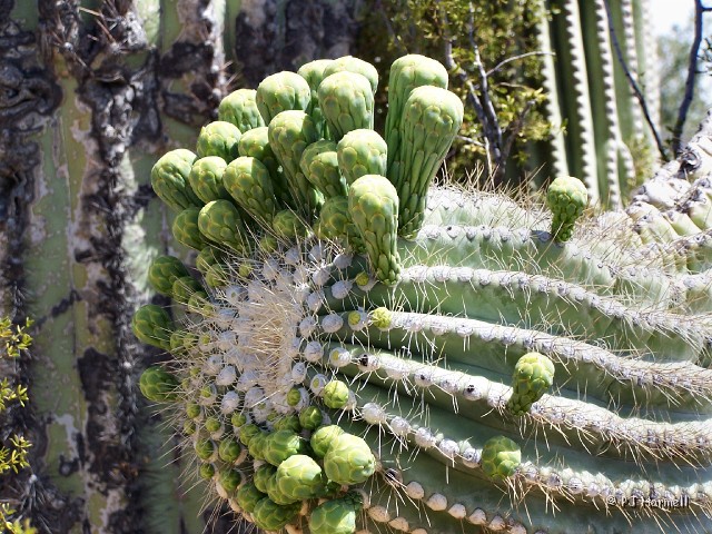 100_4726_AZ_OrganPipeNM_SaguaroBuds.jpg - Isn't it amazing how many buds the Saguaro has? Organ Pipe Cactus Nationaml Monument, Ajo, Arizona ~April 28, 2005