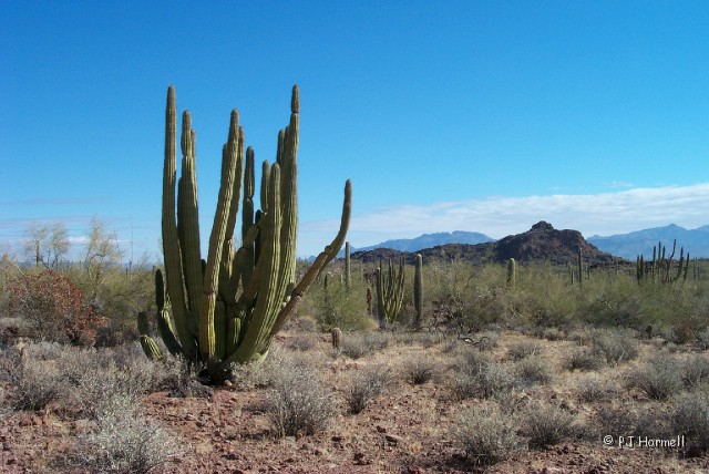 20020204-01_AZ_OrganPipeNP_OrganPipeCactus.JPG - Organ Pipe Cactus - Organ Pipe National Park, Ajo, Arizona. ~February 4, 2002