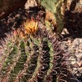 IMG_5003_AZ_Ajo_Cactus