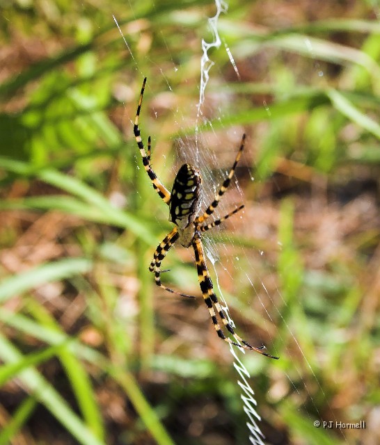 IMG_0210_FL_PolkCo_Spider.jpg - Argiope - Gator Creek Reserve, Green Swamp area of Polk County. ~November 9, 2005