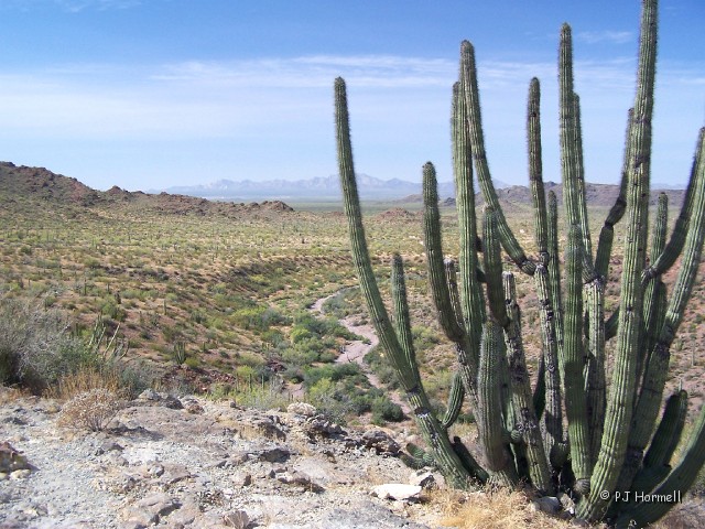 100_4706_AZ_OrganPipeNM_Scene.jpg - Organ Pipe Cactus Nationaml Monument, Ajo, Arizona ~April 28, 2005