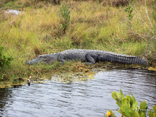 100B2520_FL_MerrittISNWR_Alligator.jpg - Merritt Island National Wildlife Refuge, Merritt Island, Florida  ~March 2, 2007