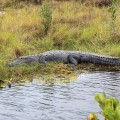 100B2520_FL_MerrittISNWR_Alligator