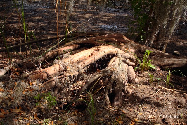IMG_5832_GA_Darien_Tree.jpg - Roots of a fallen Cypress Tree - Fort King George - Darien, Georgia  ~April 25, 2008