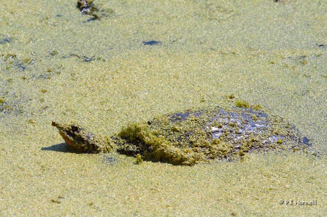 IMG_5919_GA_HarrisNeckNWR_Turtle.jpg - Turtle - Harris Neck National Wildlife Refuge  ~April 30, 2008