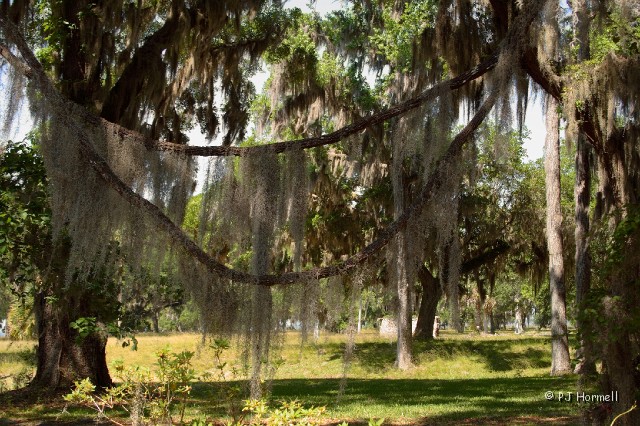 IMG_5887_GA_FortFredericaNM_SpanishMoss.jpg - Nature's Clothesline - That was my first thought when I saw the Spanish Moss hanging from the vine.  Fort Frederica National Monument, St. Simons Island, Georgia  ~April 29, 2008