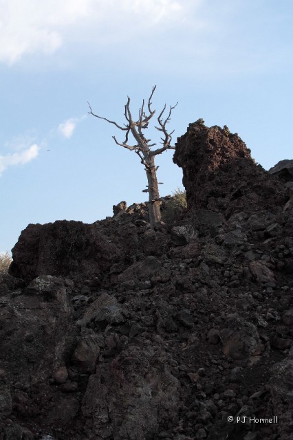 IMG_3294_ID_CratersOfTheMoon_Tree.jpg - Lava flows with scattered islands of cinder cones and sagebrush in a rugged lanscape where plants and trees struggle for life.  Craters of the Moon National Monument, Idaho.  ~July 14, 2007
