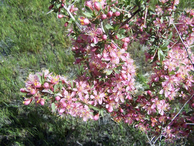 100_4970_NV_KingstonCanyon_Wildflower.jpg - Don't know the name of this flowering shrub, but it sure was pretty. Kingston Canyon, Nevada ~May 26, 2005