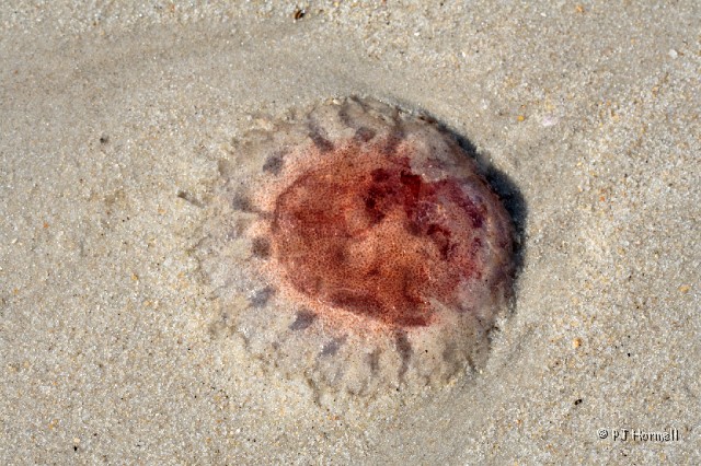 IMG_6190_NC_OuterBanks_Jellyfish.jpg - On the Beach - Outer Banks, North Carolina  ~May 31, 2008