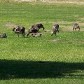 100B4020_NC_OuterBanks_Geese