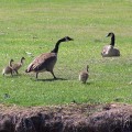 100B4031_NC_OuterBanks_Geese
