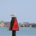 IMG_6343_NC_OuterBanks_Gull