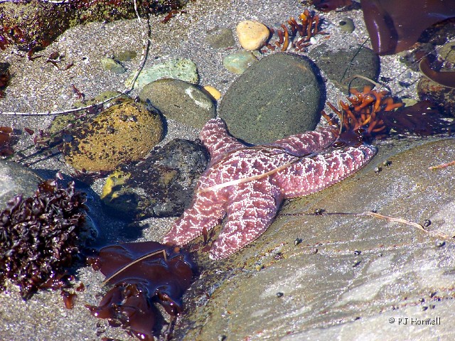 100_5676_OR_HarrisBeachSP_Tidepool.jpg - Tidepool and Starfish at Harris Beach State Park, Oregon ~June 23, 2005