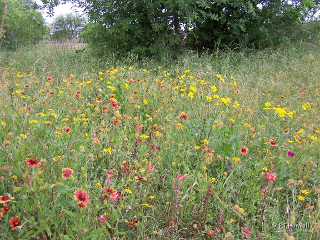 100_4618_TX_DewittCo_Wildflowers.jpg - DeWitt County, Texas ~April 20, 2005