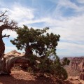 IMG_3249_UT_CanyonlandsNP_Tree