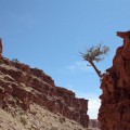 IMG_3267_UT_CanyonlandsNP_Tree
