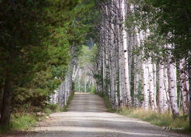 100_1836_WY_Encampment_AspenAlley.JPG - Aspen Alley - Located on the Deep Creek Road off Wyoming Highway 70 (the Battle Highway) west of the Continental Divide between Baggs and Encampment ~August, 19, 2006