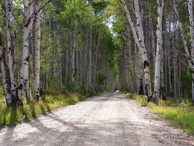 100_1837_WY_Encampment_AspenAlley.JPG - Aspen Alley - Located on the Deep Creek Road off Wyoming Highway 70 (the Battle Highway) west of the Continental Divide between Baggs and Encampment ~August, 19, 2006
