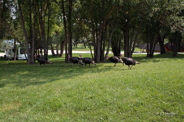 IMG_3795_WY_Buffalo_Turkey.jpg - Wild turkey at the campground, Buffalo, Wyoming.  ~August 4, 2007
