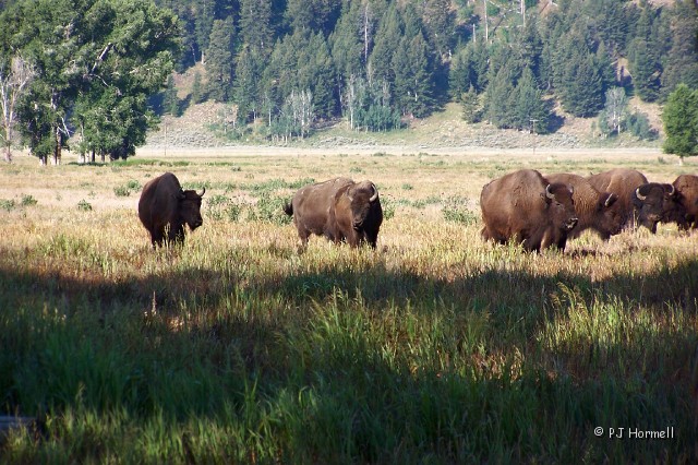 100_7061_WY_TetonNP_Bison.jpg - American Bison - Teton National Park  ~July 18, 2007