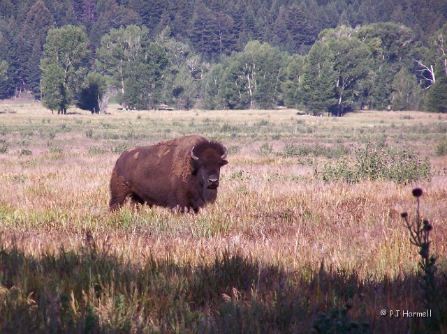 100_7065_WY_TetonNP_Bison.jpg - Ameircan Bison - Teton National Park  ~July 18, 2007