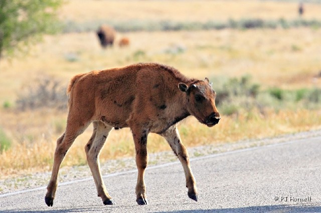 IMG_3388_WY_TetonNP_Bison.jpg - A young calf crossing the road.  Teton National Park, Wyoming  July 20, 2007