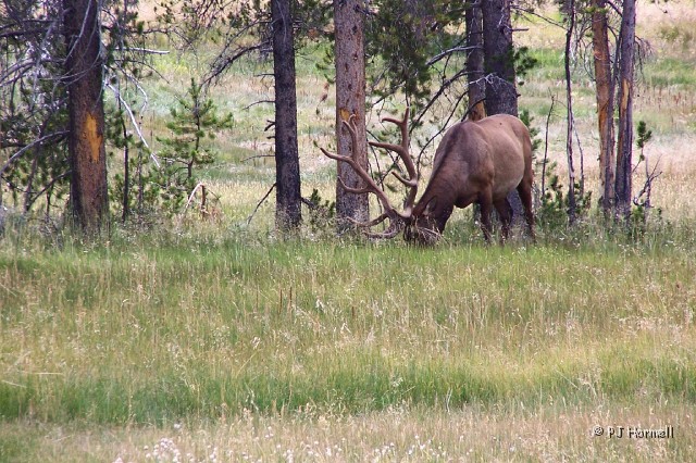 100B7371_WY_YellowstoneNP_Elk.jpg - Elk - Yellowstone National Park, Wyoming  ~July 24, 2007