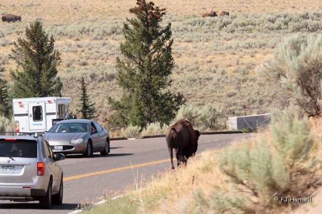 IMG_3681c_WY_YellowstoneNP_Bison.jpg - So... the buffalo decides he just had to cross the road and then walk down the middle of the lane in front of us.  Yellowstone National Park, Wyoming.  ~August 2, 2007