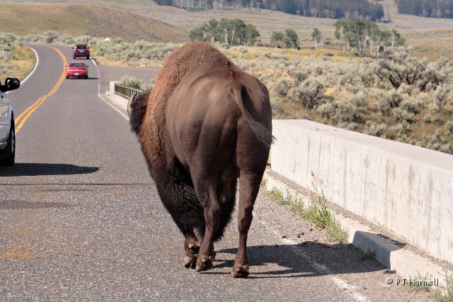 IMG_3686_WY_YellowstoneNP_Bison.jpg - So... After crossing the road, holding up traffic, walking down the middle of the lane, he decides to cross the bridge with us.  Yellowstone National Park, Wyoming.  ~august 2, 2007