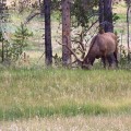100B7371_WY_YellowstoneNP_Elk