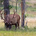 IMG_3506_WY_YellowstoneNP_Elk