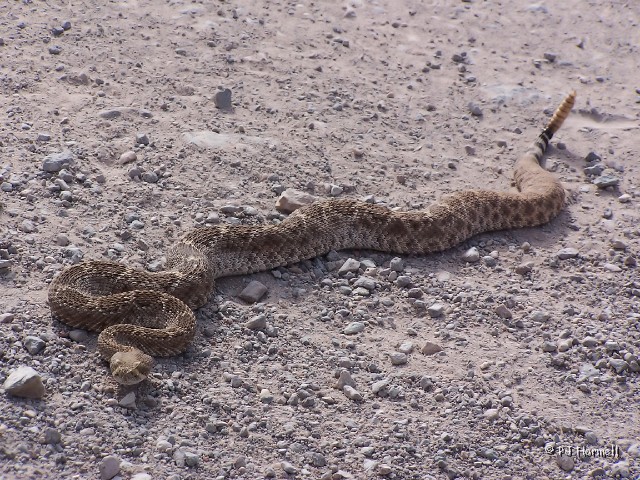 100_4697_AZ_OrganPipeNM_RattleSnake.jpg - Rattlesnake - Found him laying in the middle of the road. His tail was smashed so he wasn't feeling too good. Jon was going to move him off the road but couldn't find a long stick. Ajo, Arizona ~April 28, 2005